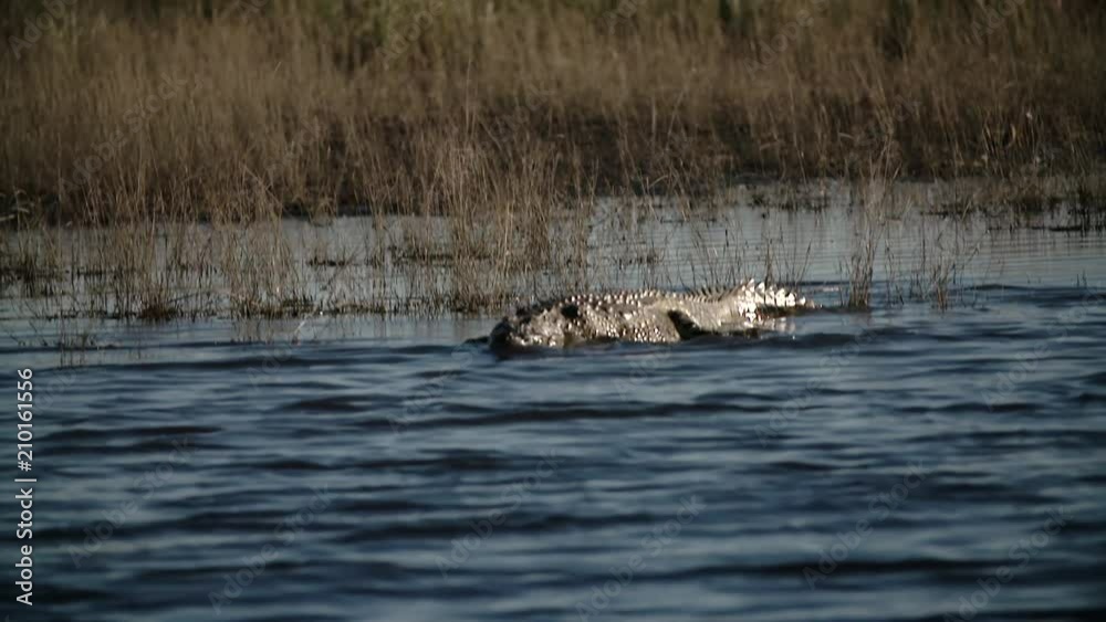 crocodile in africa crocodile in africa