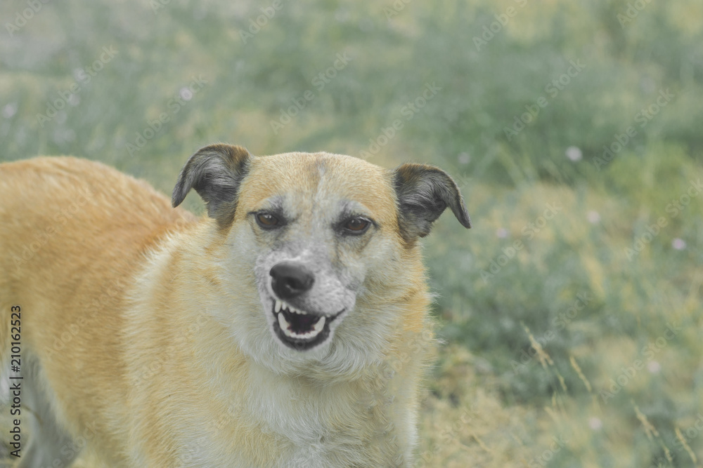 cute red grin dog cute red grin dog
