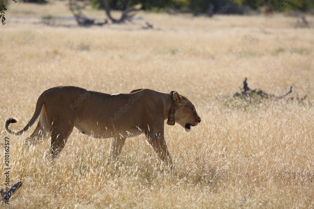 Fototapeta premium Namibie