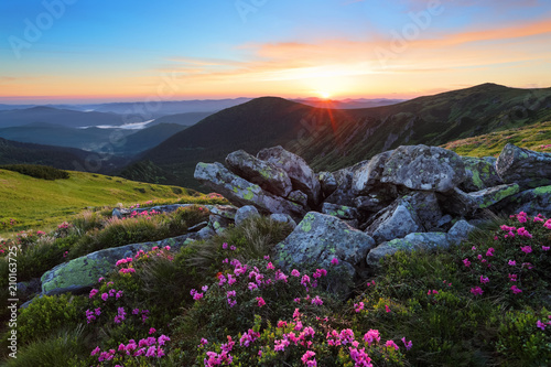 A lawn with flowers of rhododendron among large stones. Mountain landscape with sunrise with interesting sky and clouds. A nice summer day.