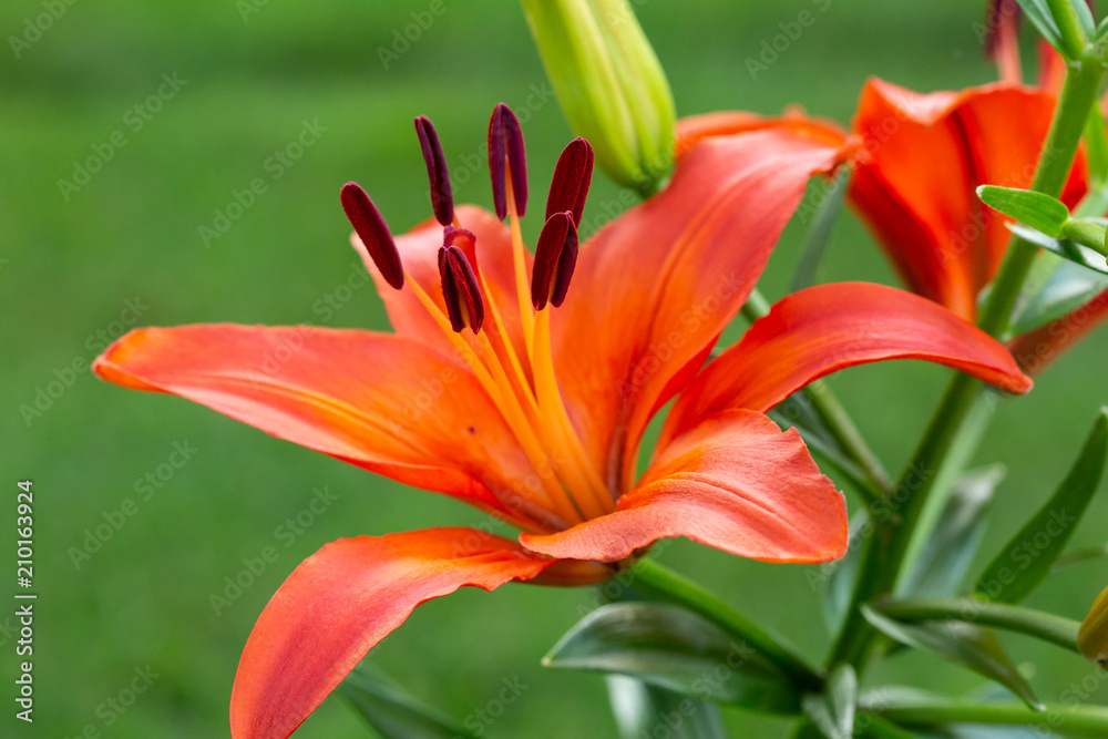 red and yellow lily blooms for the very first time red and yellow lily blooms for the very first time