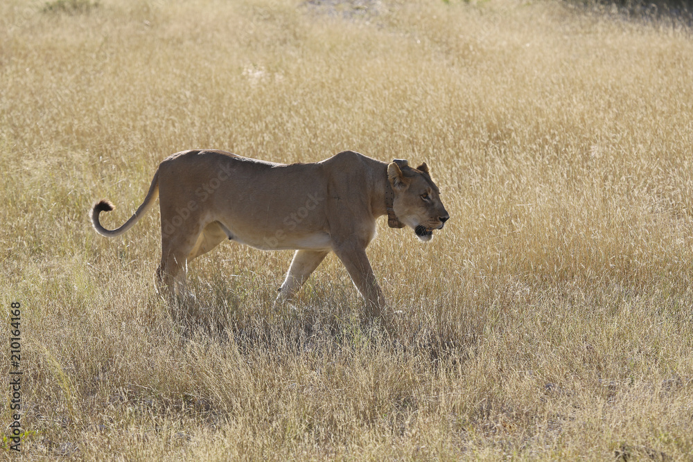 Naklejka premium Namibie