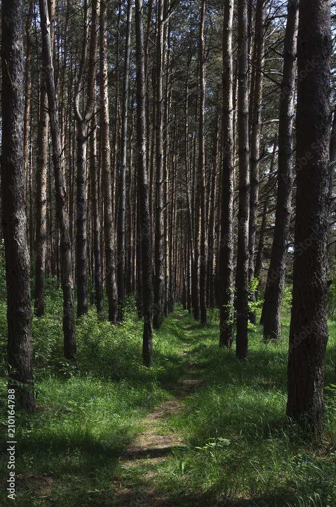 Footpath between pine trunks in forest