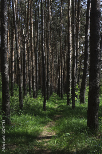 Fototapeta Naklejka Na Ścianę i Meble -  Footpath between pine trunks in forest