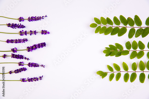 Flat lay lavender on the white background