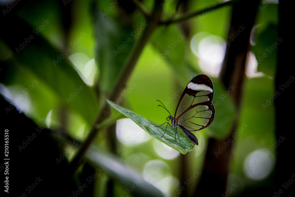Benalmadena, Spain; March 29, 2018: Colorful butterflies Benalmadena, Spain; March 29, 2018: Colorful butterflies