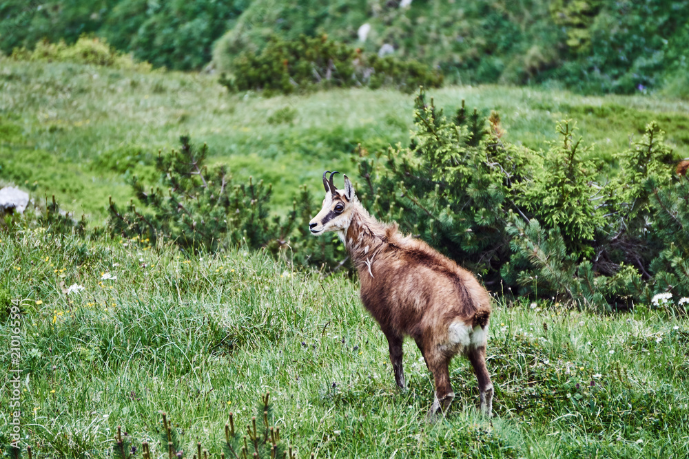 Tatra chamois in the meadow in the Tatra mountains in Poland. Tatra chamois in the meadow in the Tatra mountains in Poland.