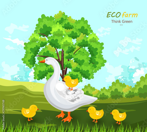Duck and buds Vector. Eco farm concept. green summer backgrounds