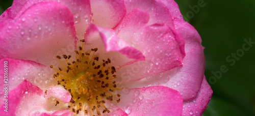 Pink rose closeup with water drops.