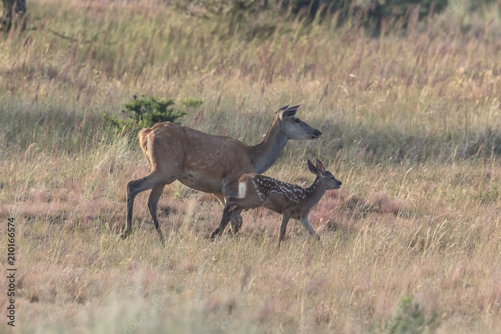 Fototapeta premium Rotwild am meer