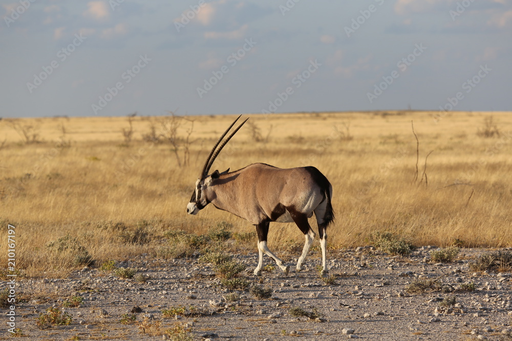 Fototapeta premium Namibie