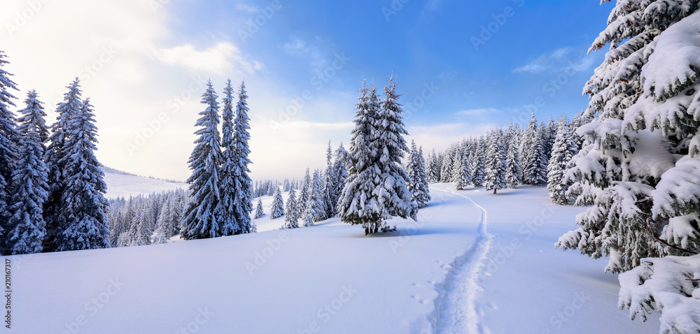 Fototapeta premium Winter landscape with fair trees under the snow. Scenery for the tourists. Christmas holidays. Trampled path in the snowdrifts.