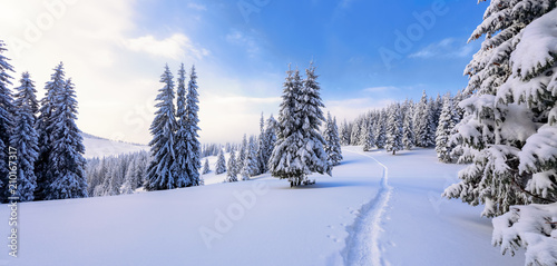 Winter landscape with fair trees under the snow. Scenery for the tourists. Christmas holidays. Trampled path in the snowdrifts.