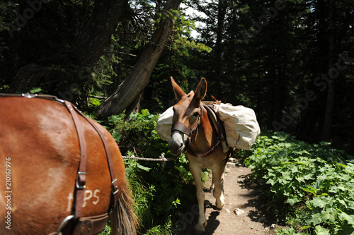 Horse on Hiking Path