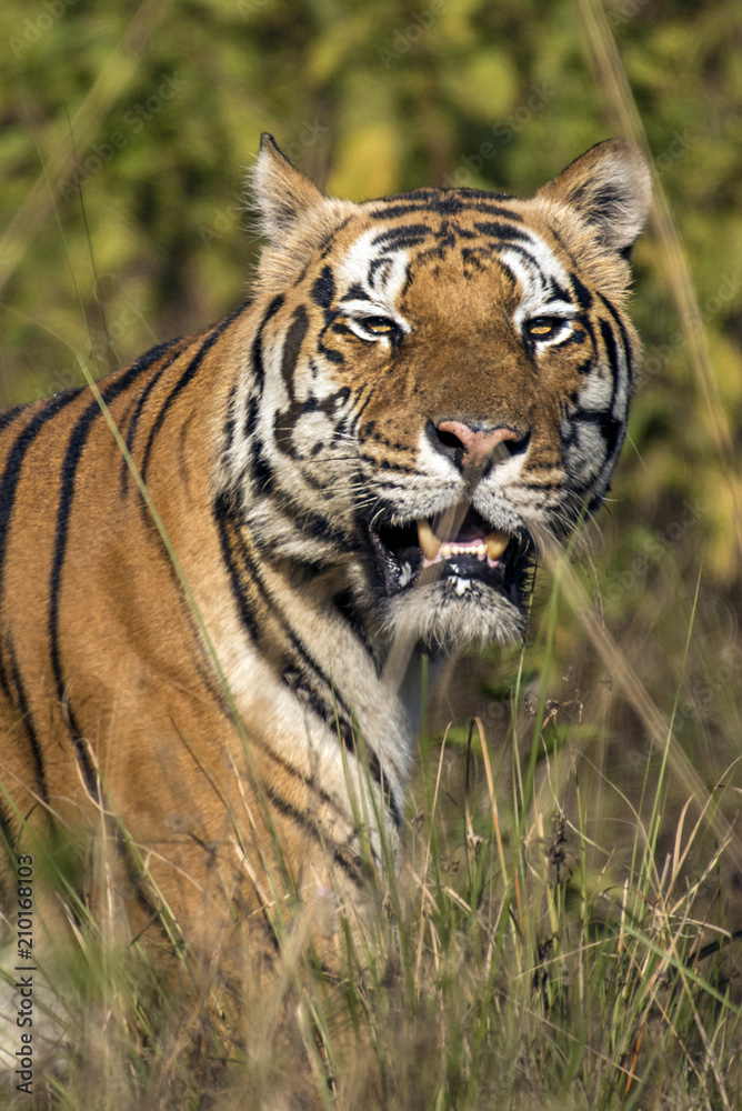 tiger tiger