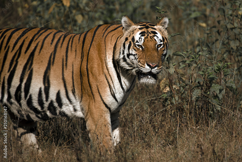 tiger tiger
