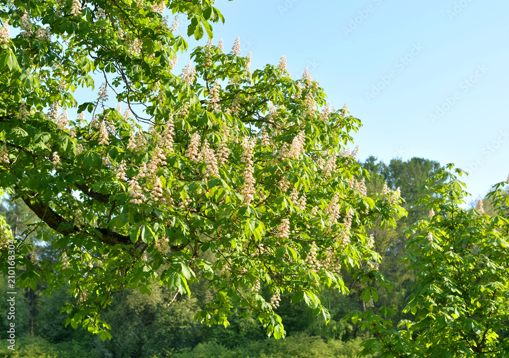 Blossoming chestnut tree.