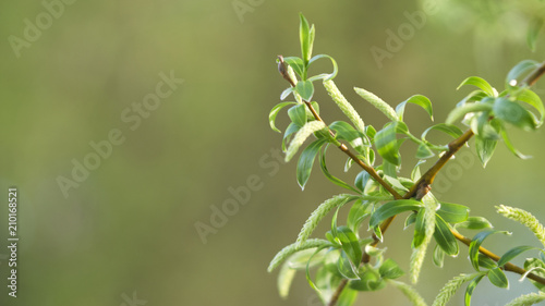 Branch of a flowering willow. Concept springtime background