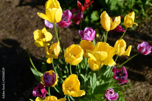 Fototapeta Naklejka Na Ścianę i Meble -  Several blossoming tulips.