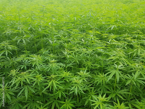 green canabis on marihuana field farm