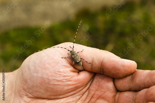 Pine sawyer beetle is sitting on the hand. photo