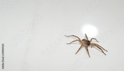 Macro photo of a brown wolf spider on a shiny white background