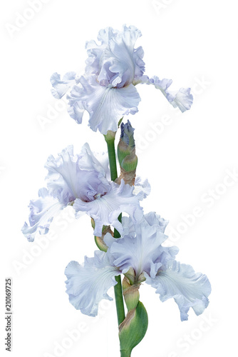 bunch of three silver light blue iris flowers isolated on white background