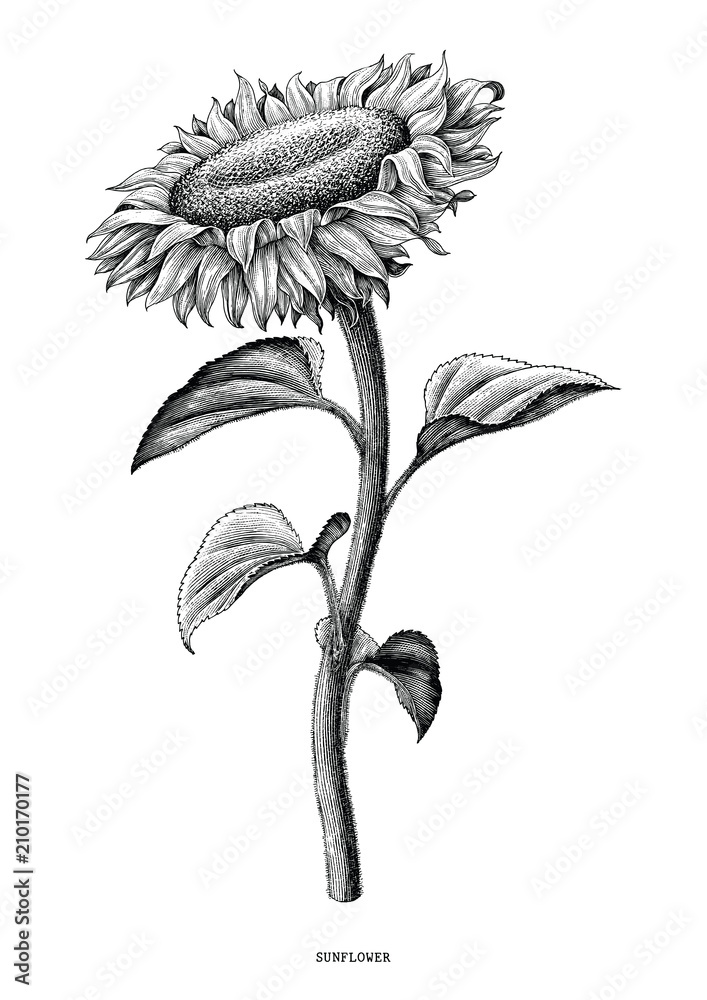 Fototapeta premium Sunflower hand drawing black and white vintage clip art isolated on white background