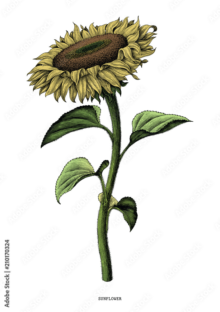 Fototapeta premium Sunflower hand drawing vintage clip art isolated on white background