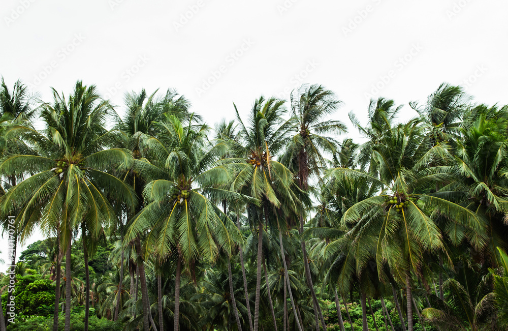 Green lush coconut tree Thong ching beach forest in Khanom, Nakhon Si Thammarat, Thailand Green lush coconut tree Thong ching beach forest in Khanom, Nakhon Si Thammarat, Thailand