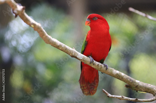 Red macore bird on branches of tropical trees in the jungle. © meepoohyaphoto