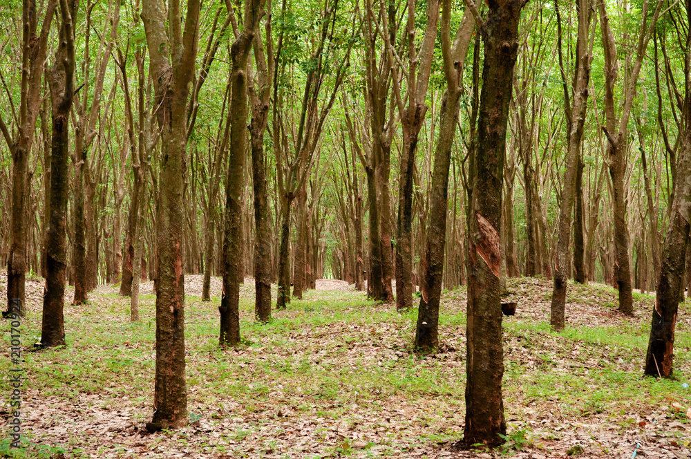 Green Lush Para rubber tree plantation in southern Thailand. Green Lush Para rubber tree plantation in southern Thailand.
