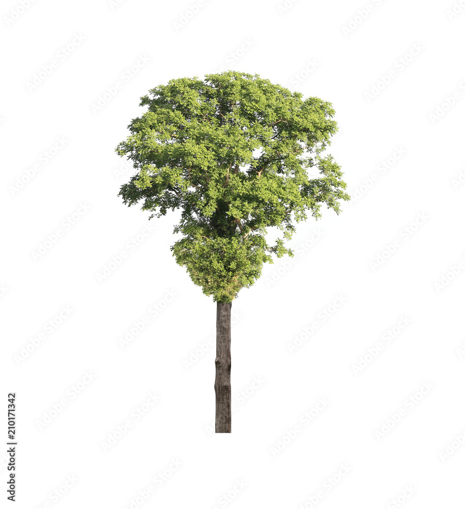 Naklejka premium Green tropical tree.