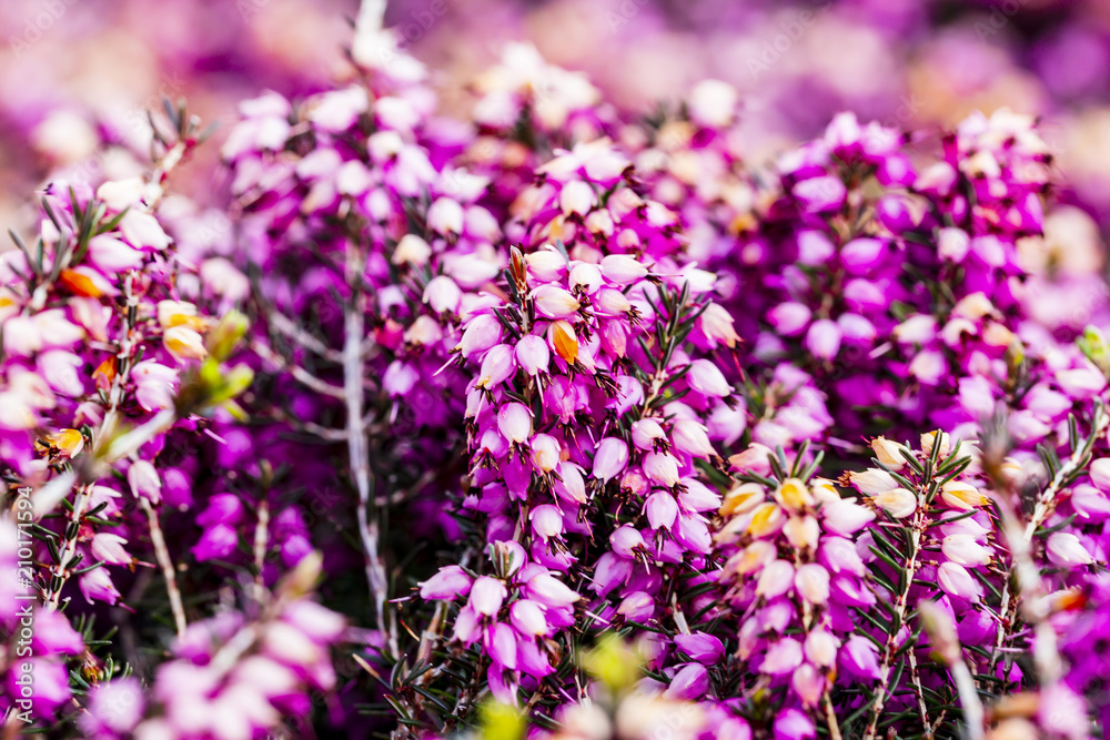 Common heather flower ( Calluna vulgaris ) in pink or velvet color Common heather flower ( Calluna vulgaris ) in pink or velvet color