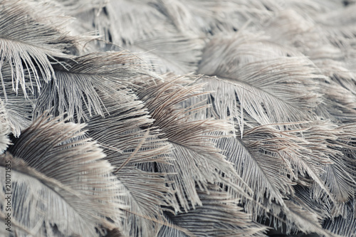 Ostrich feathers of gray color.