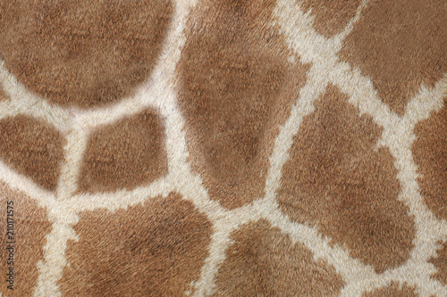 Surface of Giraffe Leather skin background.