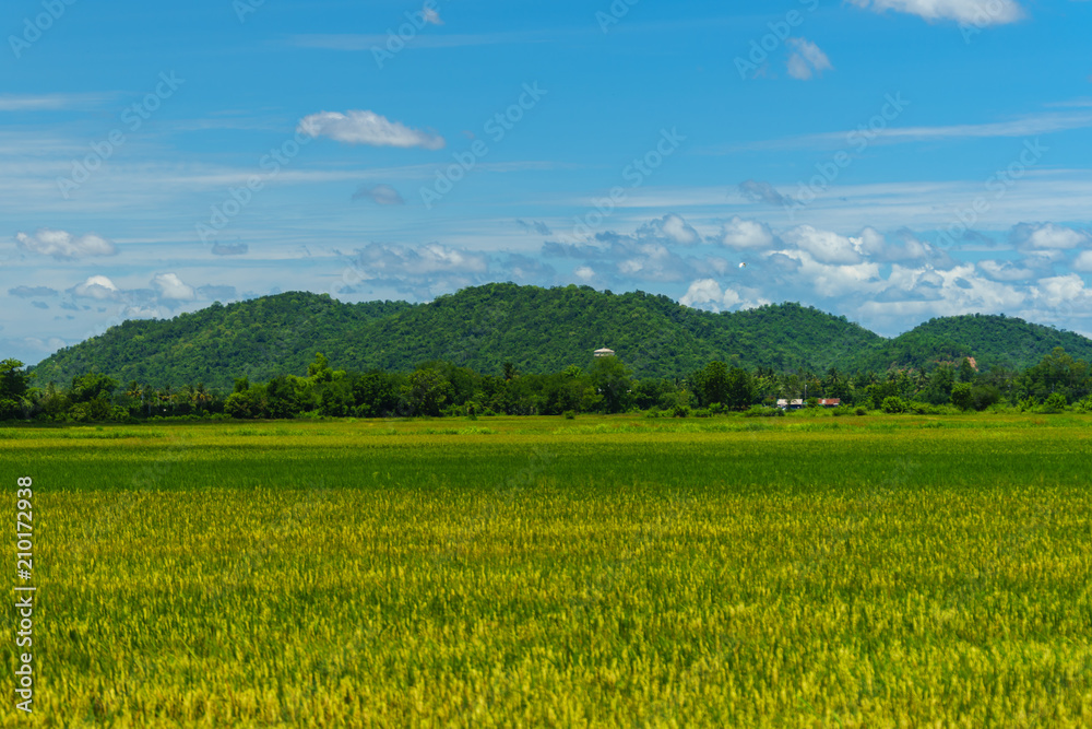 landscape with green grass field and blue sky