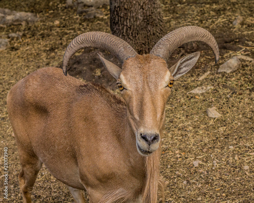 Goat Antelope Horned Animal