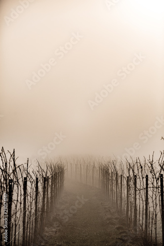 nebelige Tage