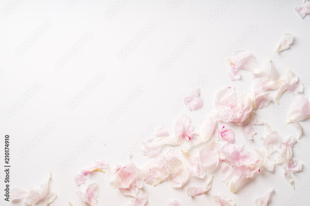 Pink peony petals flat lay on white background with copy space Pink peony petals flat lay on white background with copy space