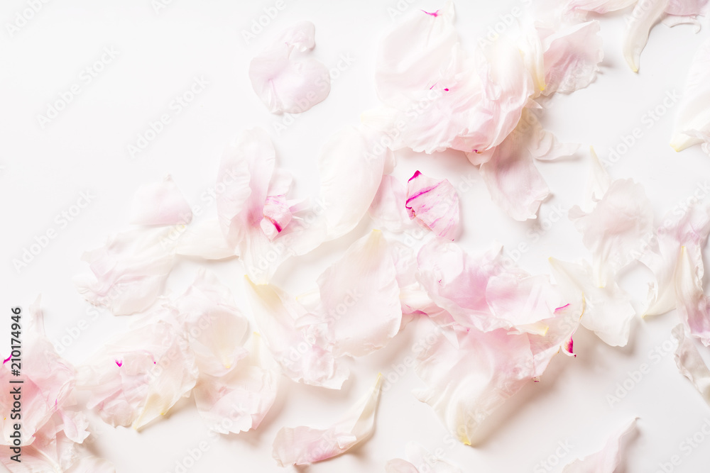 Fototapeta Różowy peonia płatków wzór na białym tle