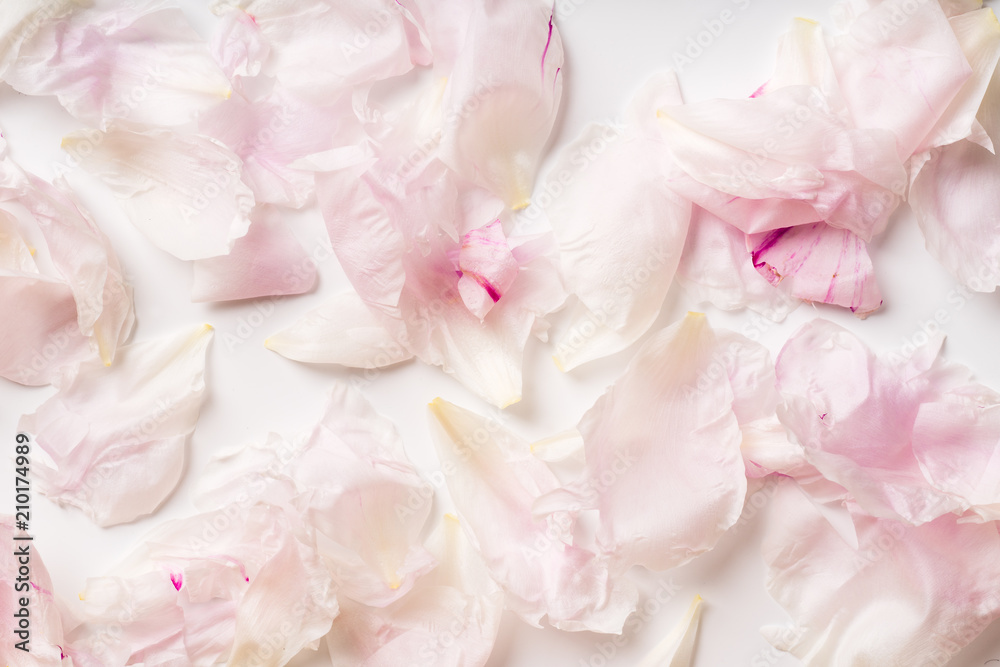 Obraz premium Pink peony petals pattern on white background