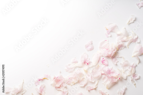 Pink peony petals flat lay on white background with copy space