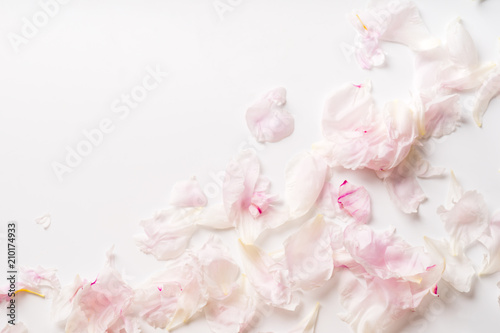 Fototapeta Naklejka Na Ścianę i Meble -  Pink peony petals flat lay on white background with copy space