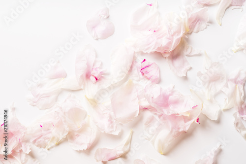 Fototapeta Naklejka Na Ścianę i Meble -  Pink peony petals pattern on white background