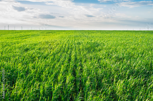 Corn field and blue sky with white clouds