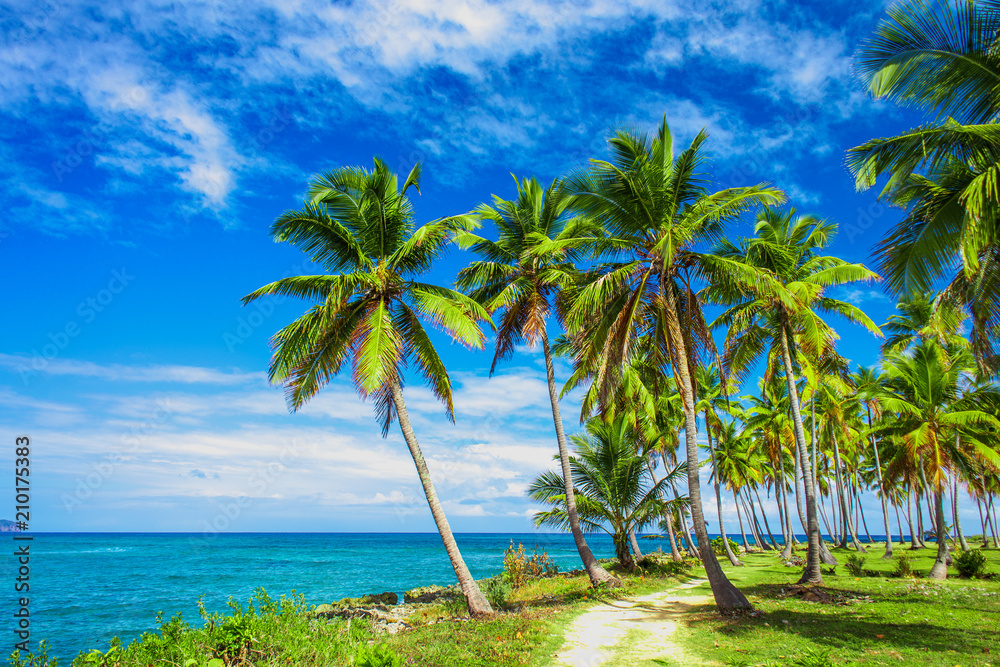 Path through a palm tree forest in Dominican Republic Path through a palm tree forest in Dominican Republic