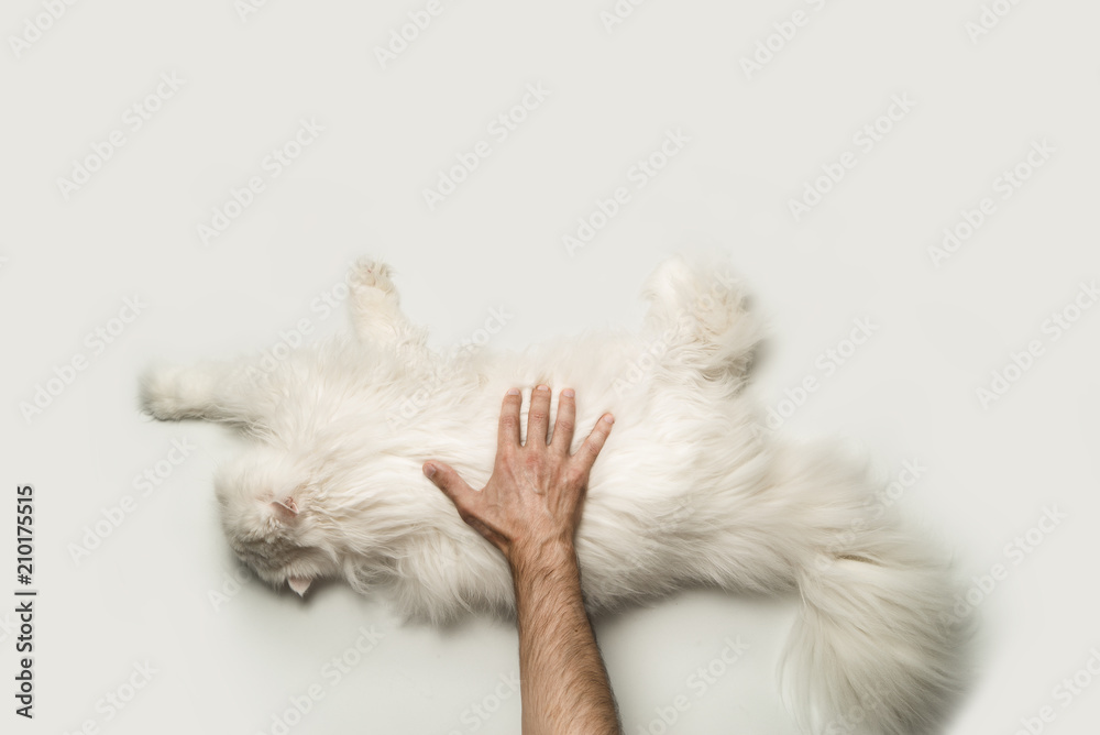 Fototapeta premium A man stroking a big fluffy white cat. View from above. Light background