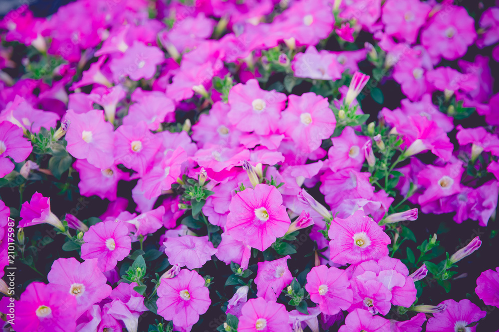 Beautiful pink flowers close up.