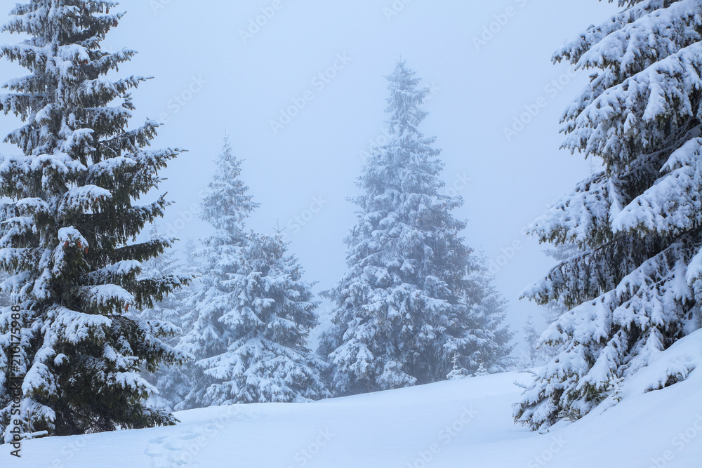 Fototapeta premium On the lawn covered with white snow there is a trampled path that lead to the dense forest in nice winter day. Big fluffy fir trees a foggy morning.